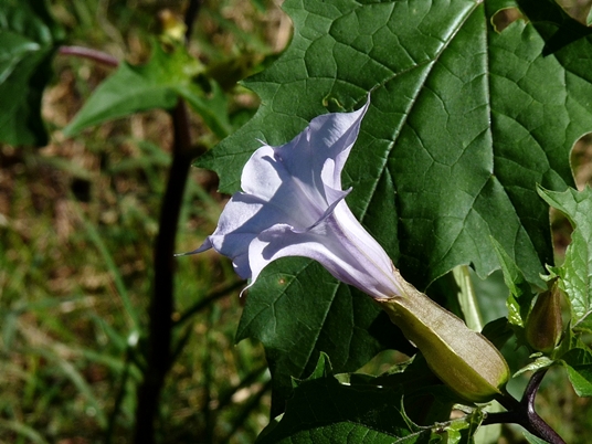 {Datura stramonium}